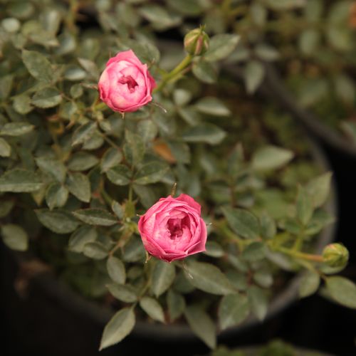 Shop - Rosa Blush™ Pixie® - rosa - bodendecker rosen  - diskret duftend - PhenoGeno Roses - -